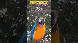 잣 먹어서 신난 루카 #청금강 #청금강앵무새 #macaw #앵무새 #parrot #동물 #animal