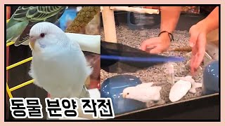 사랑앵무새 잉꼬 새끼 입양/ 분양했어요 앵무새키우기 쉽…