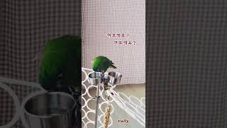 여보세요? 여보세요? #말하는앵무새 율리 #한스마카우