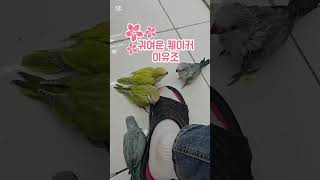 #썬칙민트코뉴어#시나몬민트코뉴어#블루오파린퀘이커#그린이…