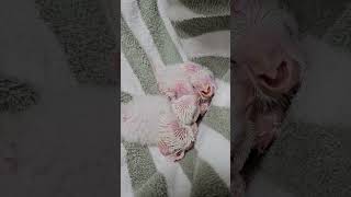 아주 어려도 퀘이커는 퀘이커다~ 이유식 먹고 기분 좋은 아가들                #앵무새 #퀘이커 #이유조 #반려동물 #반려조 #퀘이커앵무새