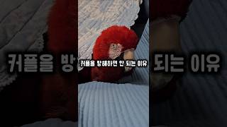 쓸데없는 호기심은 수명을 단축시켜요 #앵무새 #호기심