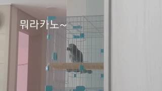 회색앵무새 코코/사랑한다고 했더니ㅠㅠ