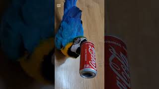 청금강 앵무새의 콜라사랑