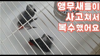 앵무새들이 사고치길래 목욕시켜버렸어요