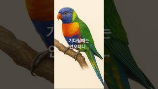 시드니 태풍에 대처하는 호주 앵무새의 자세 How th…