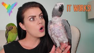 6 WAYS TO TEACH YOUR PARROT TO…