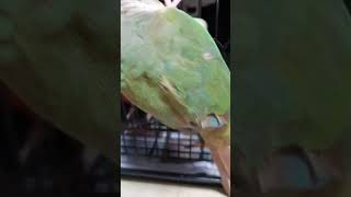 코뉴어앵무새 Vlog _새벽2시 반에 행자 새장탈출사건…