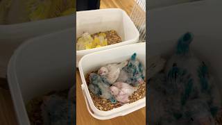 핑크 파랑 노랑 앵무새 애기들 