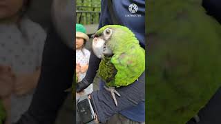 #앵무새 #앵무새카페 #앵무새훈련 #앵무새키우기