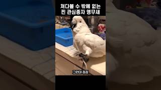 이런 앵무새도 있구나ㅋ 주인에게 다크서클이 생긴 이유