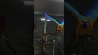 홍금강 상구 #greenwingmacaw #말하는앵무새 #애완동물 #앵무새 #마카우 #자유비행 #청금강