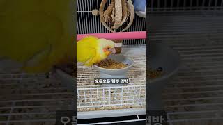 #parrot #앵무새 #birds #코뉴어 #bird…