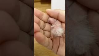 조생 1일차 | 코뉴어 | 이유조 #birds #앵무새…