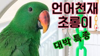 [뉴기니아 천재] 대박 특종! 말하는 앵무새 초롱이, 이렇게 말 잘 했어? talking parrot!
