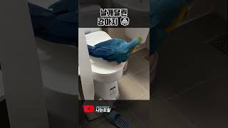 [청금강 앵무새] 날개달린 파란 강아지 ㅋㅋㅋㅋ