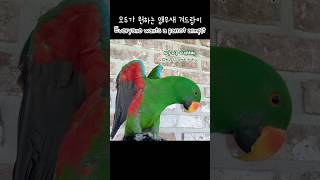 [지구] 모두가 원하는 앵무새 겨드랑이 / Everyone wants a parrot armpit