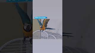 하루에 한번 듣는 청금강 /앵무새소리