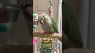 자기가 잘생긴 거 아는 앵무새 #shorts #앵무새