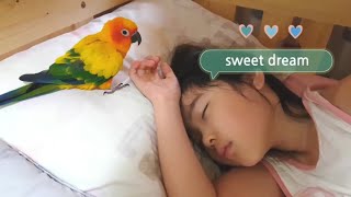 앵무새를 키우는 이유~ 애교있고 센스있게 아이 깨우는 썬코뉴어a children's wake up sun conure