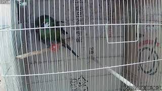 뉴기니아 와 마카우 체스넛 마카우 교미 영상 20160517 천둥 chestnut fronted macaw mating