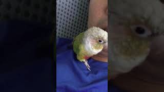 소망이의 흔들흔들(코뉴어)