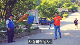 공돌이사육사 회색앵무 코코와 자유비행 구경가다!