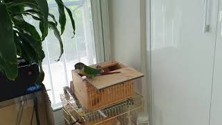 노래듣고 박자맞추는 앵무새