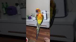 썬코뉴어 다스의 젖가락위에서