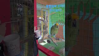 앵무새가 말하다?