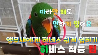 앵무새에게 하네스 입히기, 적응시키기
