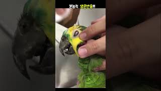 "앵무새 눈이 꺼졌어요...그게 씨앗 하나 때문이었다고요?"