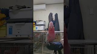 혼내면 뽀뽀해버린다 #갈라코카투 #앵무새