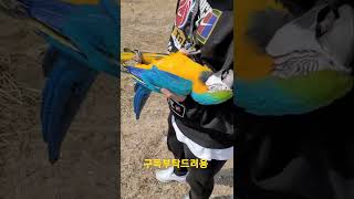 청금강앵무새 대박이 뒤집기 #shorts