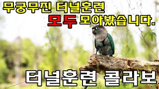 앵무새훈련_터널훈련 총 집합 / parrot train…