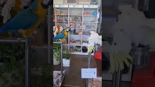 Im not shy #버드소리세종점 #그레이트코카튜 #…