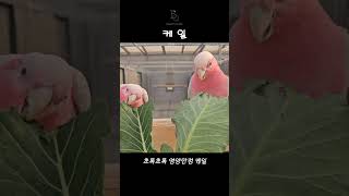 번식기를 기다리며 씬나는 뜯뜯우리 이쁜 갈라코카투들