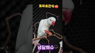 토마토간식#목도리앵무새#앵무새#parrot#먹방#간식#코뉴어#모란