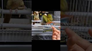 날고싶은 아가앵무새, 코뉴어 비행 2트