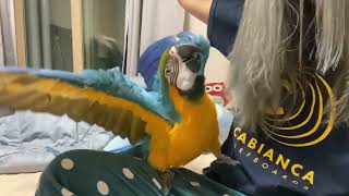 머리 빗어주는 청금강 도일이 ㅋㅋㅋㅋ