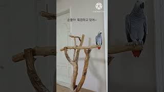 앵무새ㅡ순돌아 특검하고 있잔아