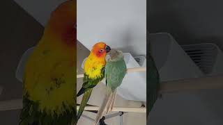 썬뉴코어  슈미 와 코뉴어  민트!                 사이좋은 앵무새 남매!   #앵무새 #썬코뉴어 #코뉴어  #앵무새키우기