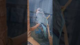[퀘이커 앵무] 무슨 과일 #parrot #quaker…