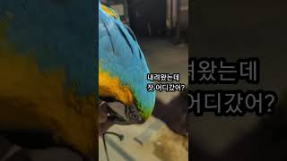 잣이 없어서 당황한 루카 #shorts #청금강 #청금강앵무새