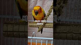 써니~누가 보면 며칠 굶은것 같아!   #썬코뉴어 #parrot #앵무새 #맛있어 #delicious #그렇게 #like that #누가 보면 # 굶은것 같아 #써니