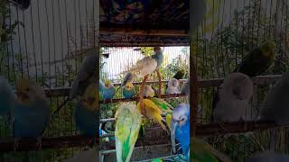 This Amazon bird toy is SO COO…