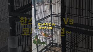 한스마카우 Vs 코뉴어대결