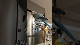 포인트?만 부르는 솜사탕 동요 뒷부분#누나가거의다부름#…