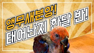 아기 뉴기니아 앵무새 분양 과정! 버드플라잉