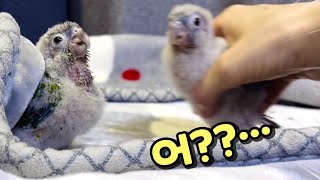 너무 귀여워서 손을 뗄수가 없다!#아기코뉴어#아기앵무새#앵무새키우기